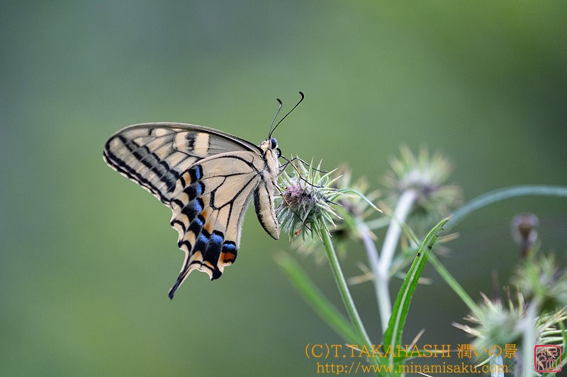 ../Images/7R240815 (24).jpg